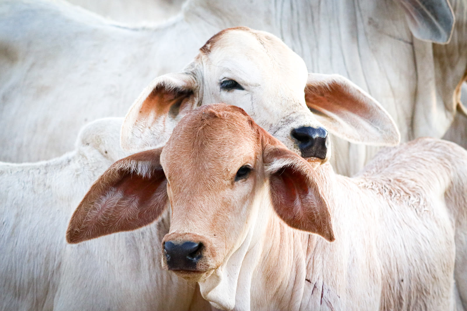 Two young Brahman calves, one white and one red, in the mob