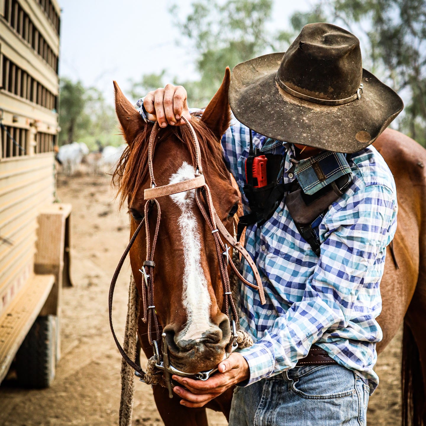 Putting the bridle on at the truck before a day's work