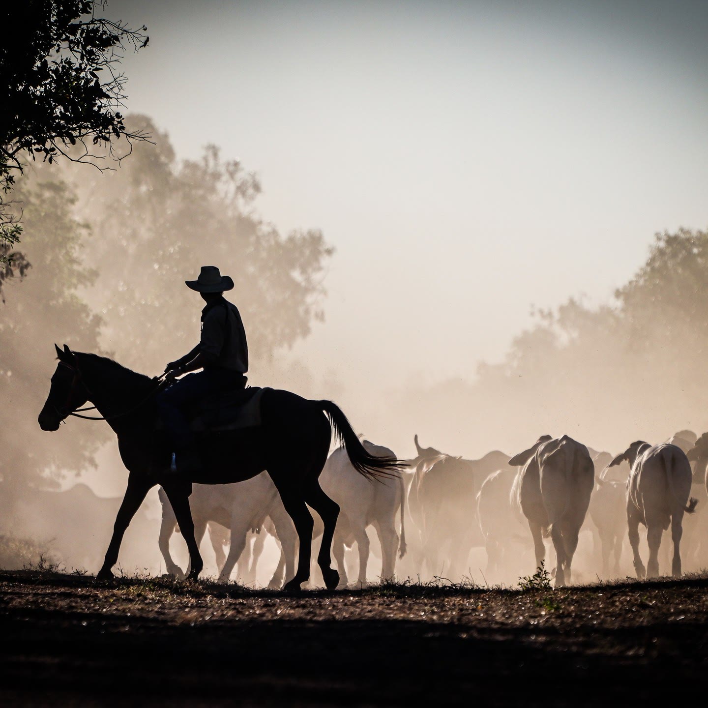 Silhouette of a rider bringing up the tail of the mob through dust