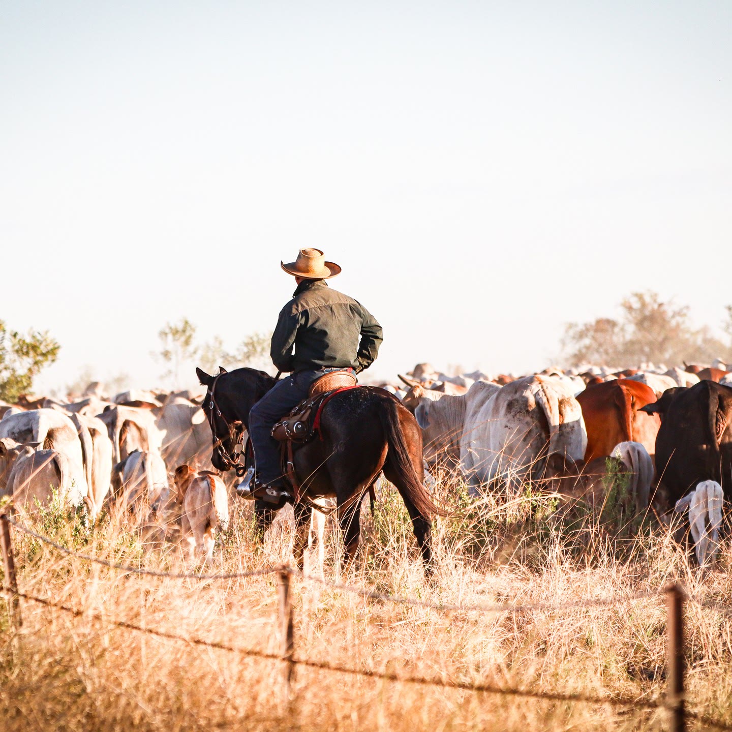 A rider on horseback behind a mob of grey cattle