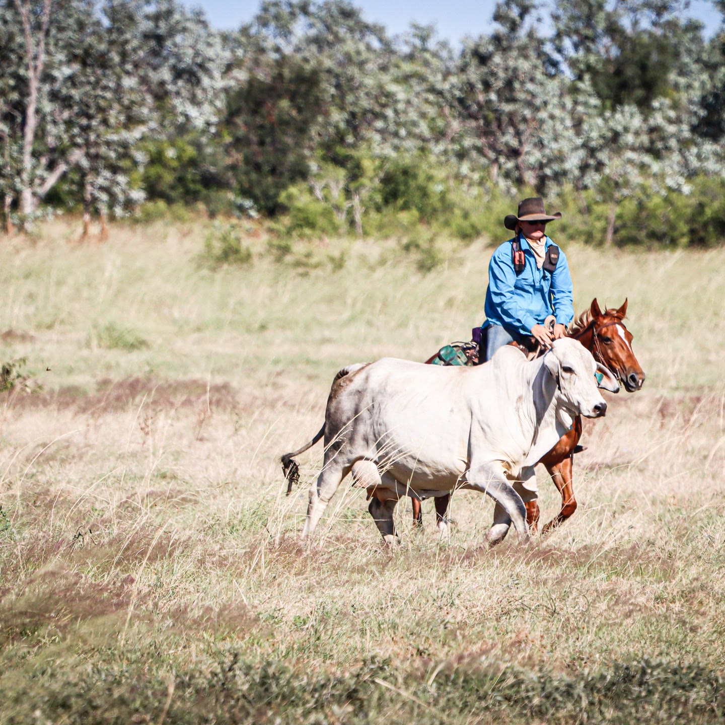 A rider working cattle in open country