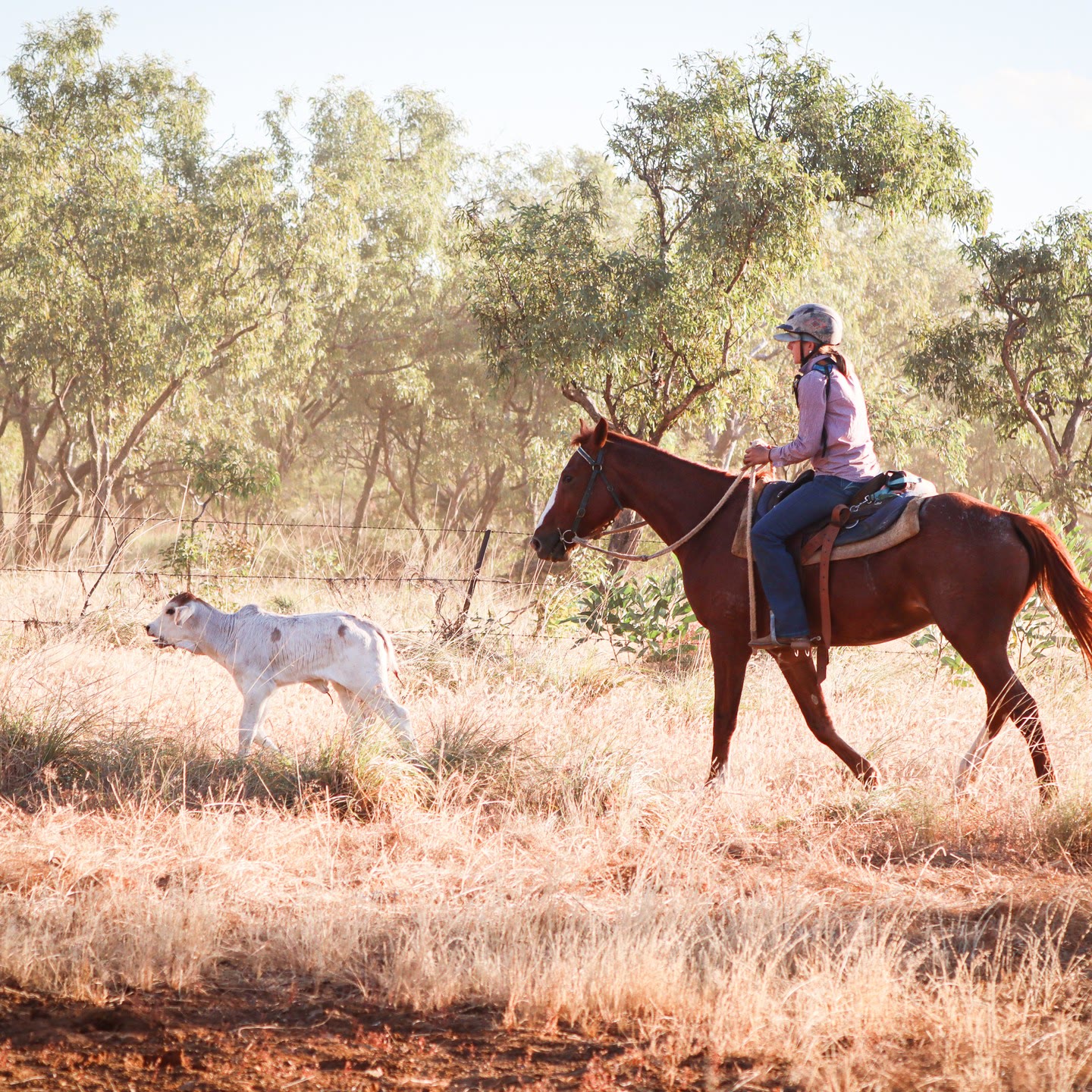 A rider walking a calf back toward the mob