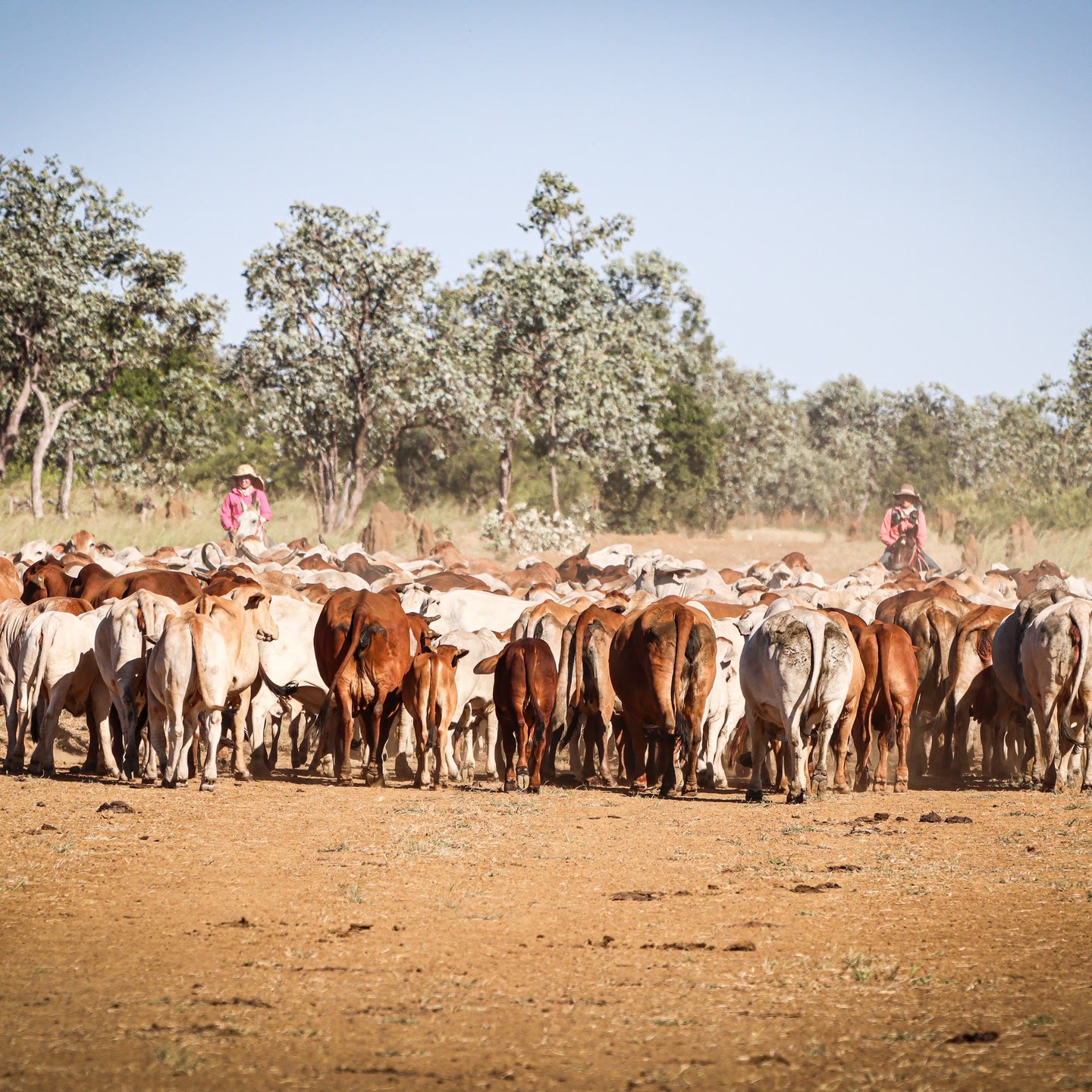 Cattle yarded along the rails