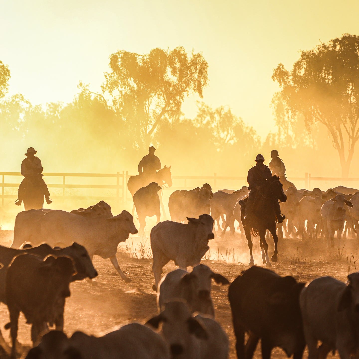 Riders and cattle silhouetted in golden dust at sunset