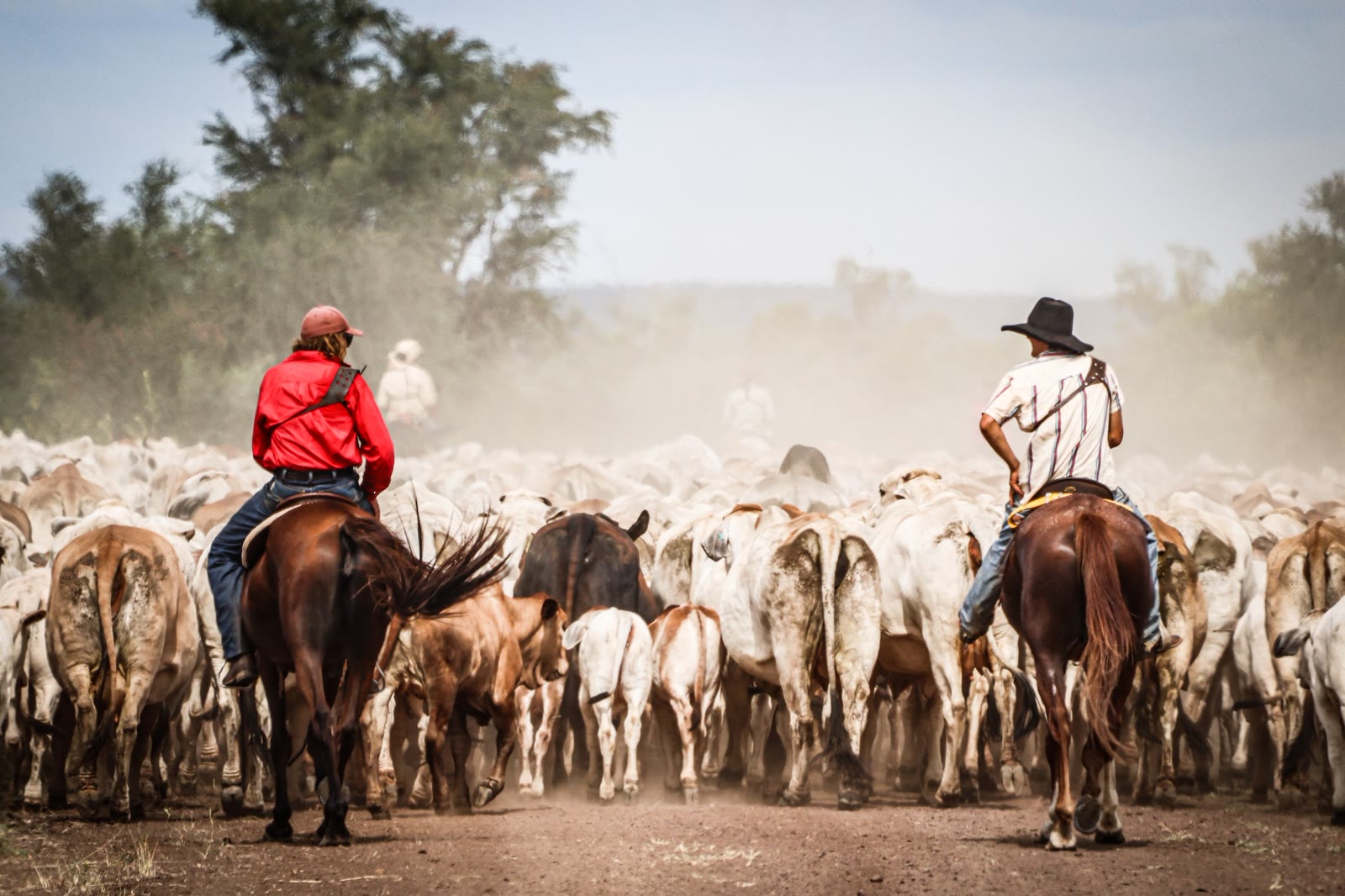 Two riders bringing the mob along a dusty track